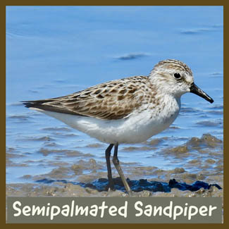 Semipalmated Sandpiper